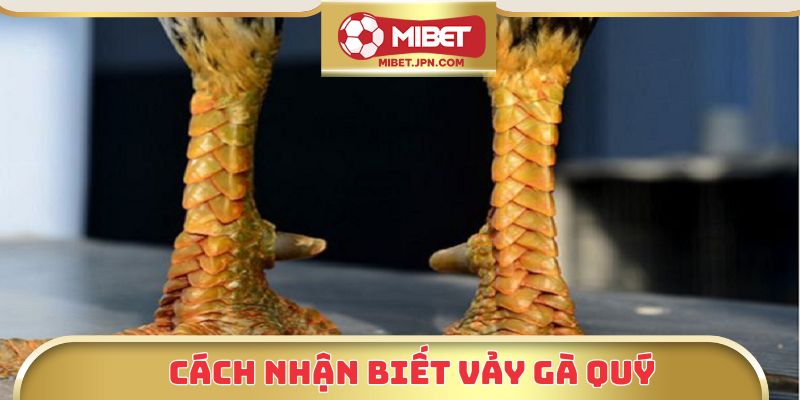 Cách nhận biết vảy gà quý