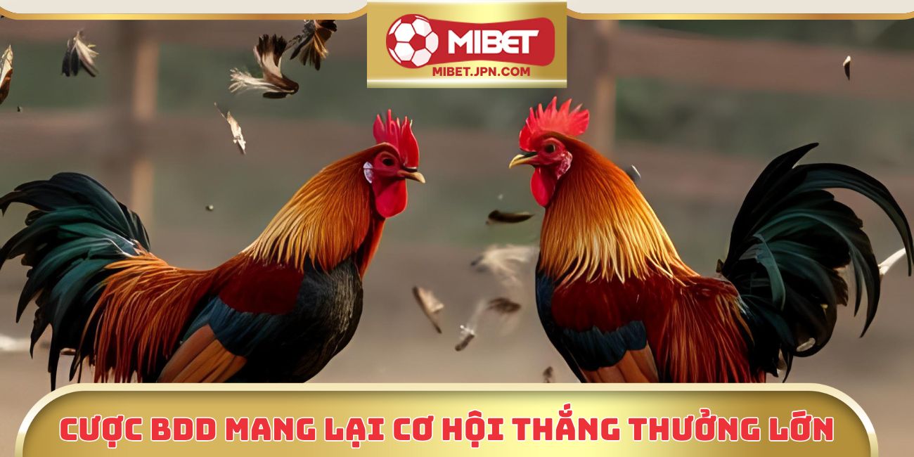 Cược BDD mang lại cơ hội thắng thưởng lớn
