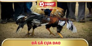 Trải Nghiệm Đá Gà Cựa Dao Tại Mibet Với Kèo Cược Hấp Dẫn