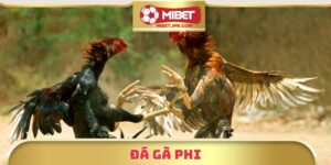  Đá Gà Phi Tại Mibet – Trải Nghiệm Trực Tuyến Đỉnh Cao 2025