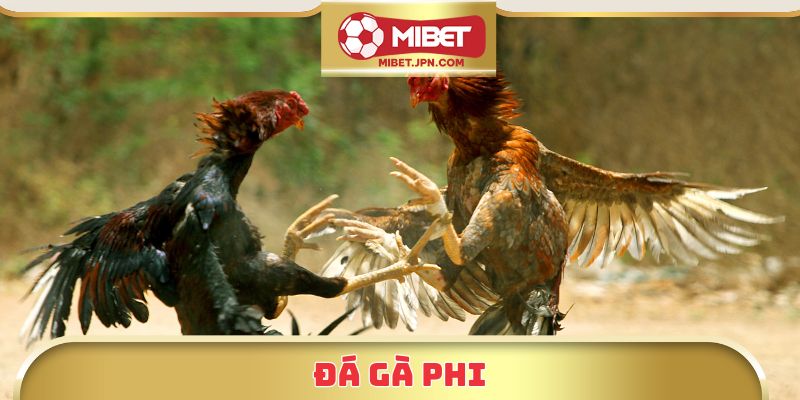  Đá Gà Phi Tại Mibet – Trải Nghiệm Trực Tuyến Đỉnh Cao 2025