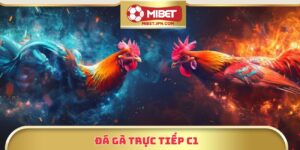 Xem Đá Gà Trực Tiếp C1 – Hình Ảnh Sắc Nét, Chất Lượng Cao