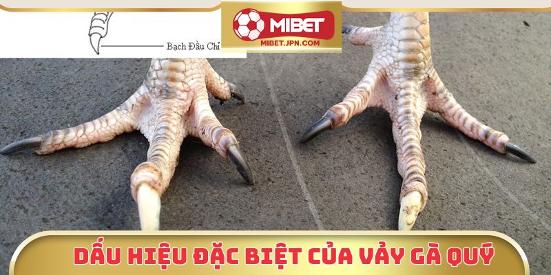 Dấu hiệu đặc biệt của vảy gà quý