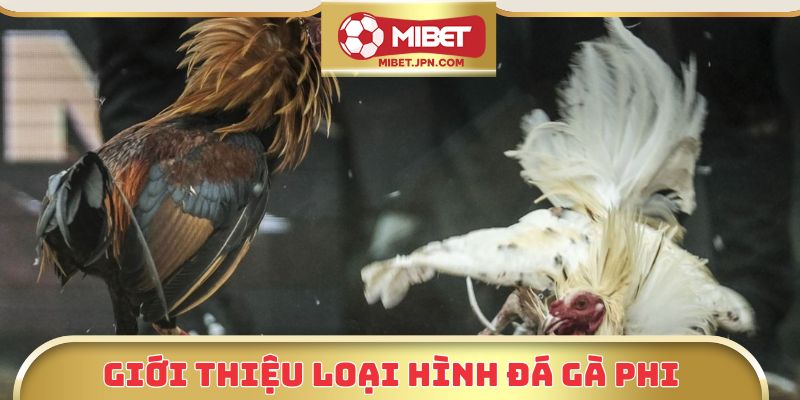 Giới thiệu loại hình đá gà phi