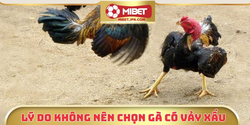 Lý do không nên chọn gà có vảy xấu