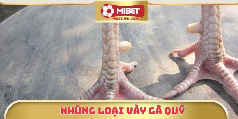 Những loại vảy gà quý
