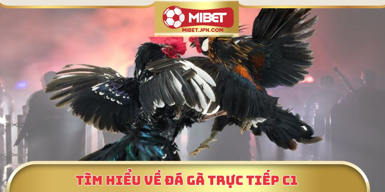 Tìm hiểu về đá gà trực tiếp C1