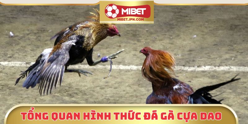 Tổng quan hình thức đá gà cựa dao